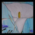 Calla
