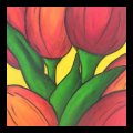 Tulpen